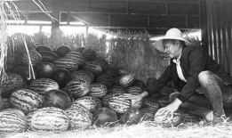 温县吃瓜群众事件始末,一场网络舆论的风波与反思