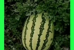 襄阳吃瓜的地方,那些不可错过的吃瓜胜地