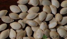 吃角瓜的籽,营养与烹饪的奇妙之旅