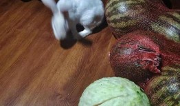 兔子吃梨瓜吗,探寻兔子饮食习惯之谜