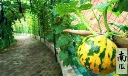 吃瓜搞笑诗句大全,吃瓜搞笑诗句大盘点