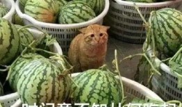 渣男理性吃瓜,理性吃瓜背后的心理透视