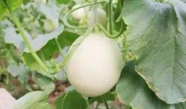 雅安天全吃瓜事件,揭秘背后真相与网络舆论风暴