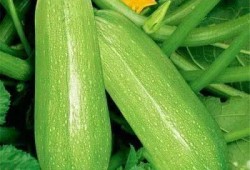 吃瓜比种瓜多,吃瓜群众比种瓜人更热闹