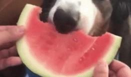 狗吃瓜的头像,趣味横生的吃瓜瞬间