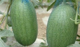 青浦三林塘崩瓜怎么吃,传统美食的独特吃法揭秘