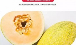 哈密吃瓜仔,揭秘新疆特色美食背后的故事