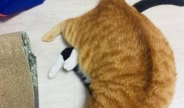 黑猫吃瓜网,揭秘娱乐圈幕后故事，带你领略明星真实生活