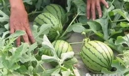 莫斯科吃瓜视频大全,吃瓜视频大全揭秘