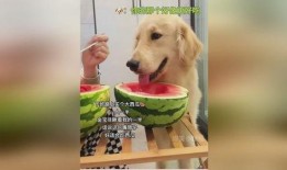 狗可以吃瓜嘛
