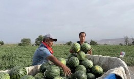 义务吃瓜,揭秘网络舆论背后的责任与担当