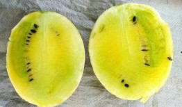 吃瓜自己掉皮,揭秘吃瓜自己掉皮的秘密