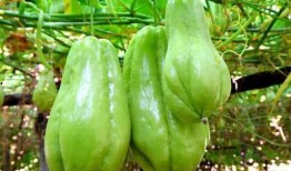 网上买的佛手瓜可以吃吗,安全食用指南