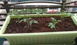 蓝瓜小苗可以吃,营养丰富的儿童健康食品新选择