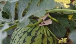 福利海外吃瓜,一场别开生面的吃瓜盛宴