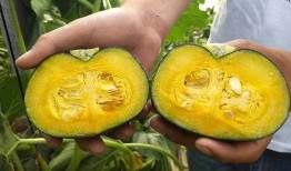 贝贝瓜带皮吃,健康美味两不误