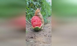 兔子吃梨瓜吗,探寻兔子饮食习惯之谜