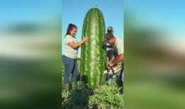 被吃瓜背刺,揭秘娱乐圈背后的真相与风波