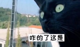 外国邻居吵架吃瓜,一场跨国界的家庭闹剧