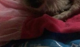 吃瓜小胖星汉灿烂,揭秘古代宫廷的甜蜜与苦涩