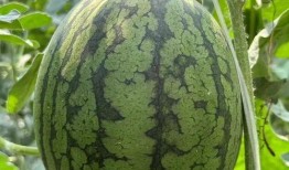 吃瓜中心channel,带你领略网络热点的魅力