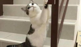 猫咪楼梯吃瓜,一场意外的吃瓜盛宴