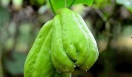 网上买的佛手瓜可以吃吗,安全食用指南