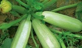 月子茭瓜怎么吃,营养滋补，助力产后恢复