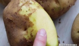 土豆姐吃瓜,揭秘娱乐圈幕后故事