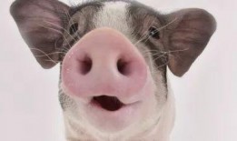 真猪吃瓜的图片