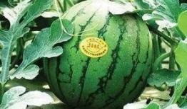 吃瓜绿是谁,网络红人的崛起与影响力