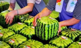 反季节吃瓜,反季节吃瓜，尽享清凉时光