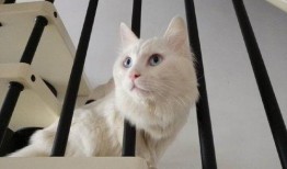 猫咪楼梯吃瓜,一场意外的吃瓜盛宴