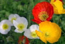 虞美人吃瓜视频,揭秘娱乐圈幕后真相