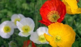 虞美人吃瓜视频,揭秘娱乐圈幕后真相