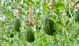 被吃瓜背刺,揭秘娱乐圈背后的真相与风波