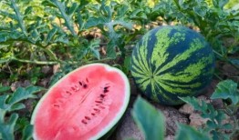 瓜字能组成吃瓜这个词吗,瓜字衍生出的网络流行语解析