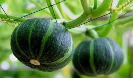 俄英法吃瓜图片,俄英法三国“吃瓜群众”趣味对比