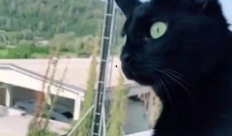 外国邻居吵架吃瓜,一场跨国界的家庭闹剧