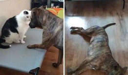 狗吃瓜的头像,趣味横生的吃瓜瞬间