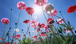 虞美人吃瓜视频,揭秘娱乐圈幕后真相