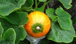 西洋瓜怎么吃,探索美味与营养的完美结合