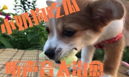 小狗捉拿记吃瓜,一场欢乐的吃瓜盛宴