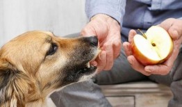 主人吃瓜狗吃瓜皮视频下载,主人狗子共享吃瓜乐趣，萌态视频引网友下载热潮