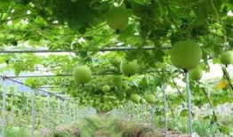 襄阳吃瓜的地方,那些不可错过的吃瓜胜地