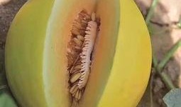 吃瓜中心channel,带你领略网络热点的魅力