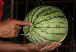 挑西瓜吃瓜,揭秘挑选美味西瓜的秘诀