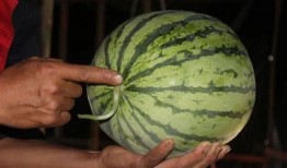 挑西瓜吃瓜,揭秘挑选美味西瓜的秘诀