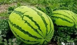 张景豪吃瓜,揭秘娱乐圈幕后故事