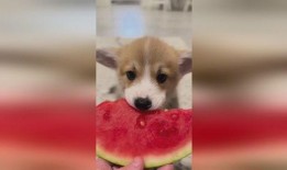 小狗捉拿记吃瓜,一场欢乐的吃瓜盛宴